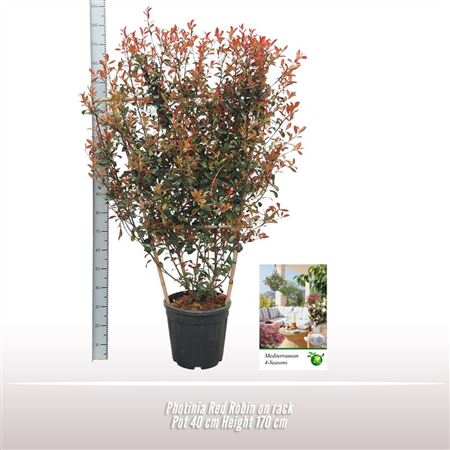 Photinia Fras Red Robin On Reck