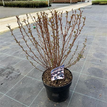 Physocarpus Op Little Joker