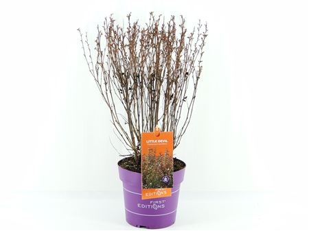 Physocarpus Op Little Devil