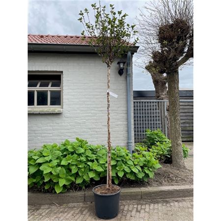 Physocarpus Opulifolius Red Baron