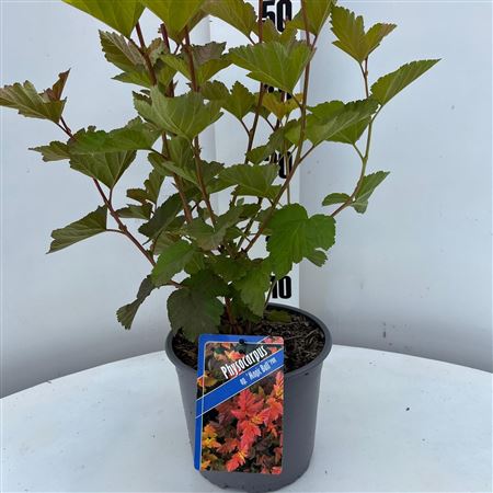 Physocarpus Opulifolius Magic Ball