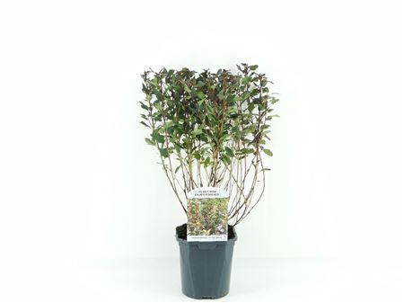 Physocarpus Op Little Devil