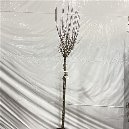 Physocarpus Op Red Baron On Stem