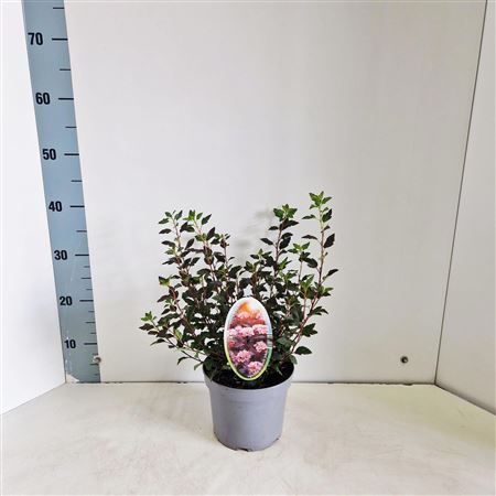 Physocarpus Op Little Joker