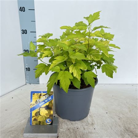Physocarpus Opulifolius Dart's Gold