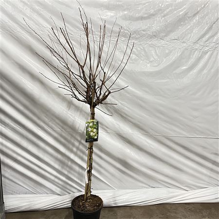 Физокарпус опулифолиус лютеус