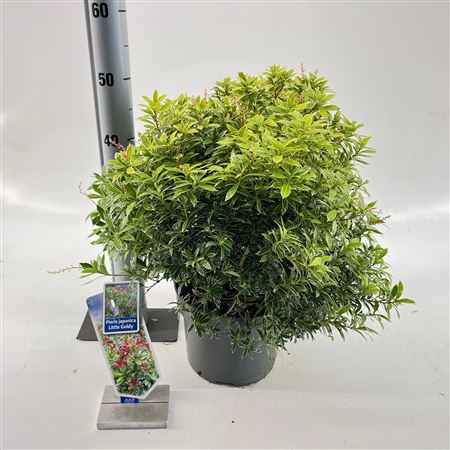 Pieris Jap Little Goldy