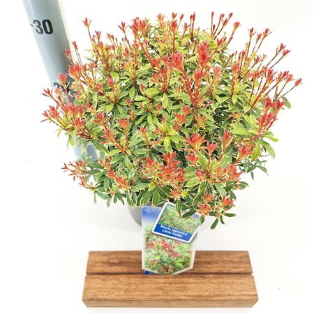 Pieris Jap Little Goldy