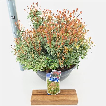 Pieris Jap Little Heath