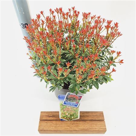 Pieris Jap Little Heath