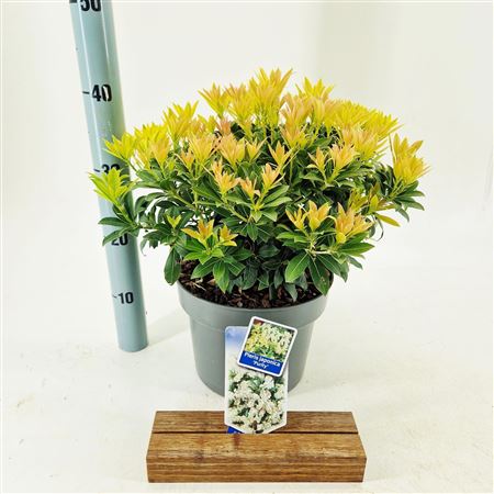 Pieris Jap Purity
