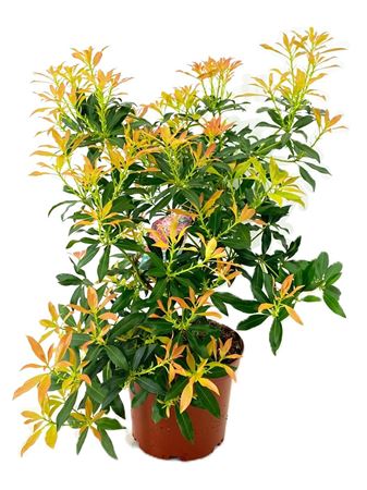 Pieris Forest Flame
