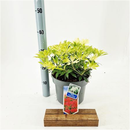 Pieris Forest Flame