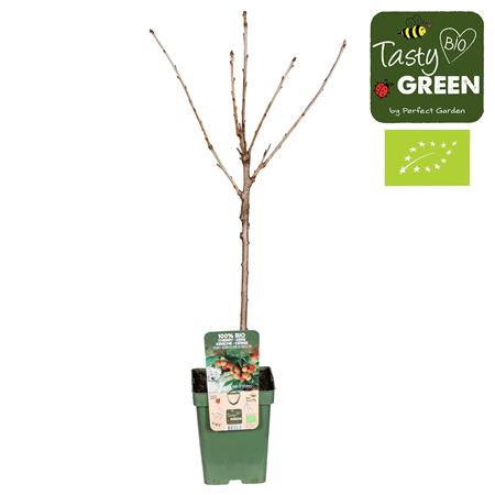 Prunus Avium Bigarreau Napoleon Bio