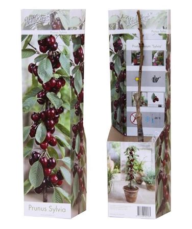 Прунус Авиум Сильвия