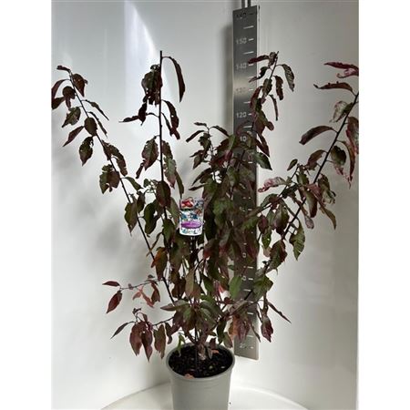 Чернослива Церасифера Голливуд