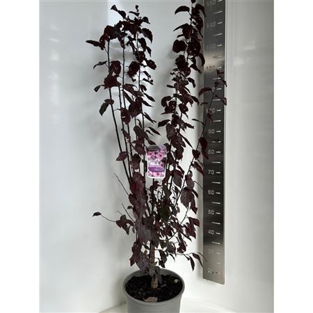 Prunus Cerasifera Nigra