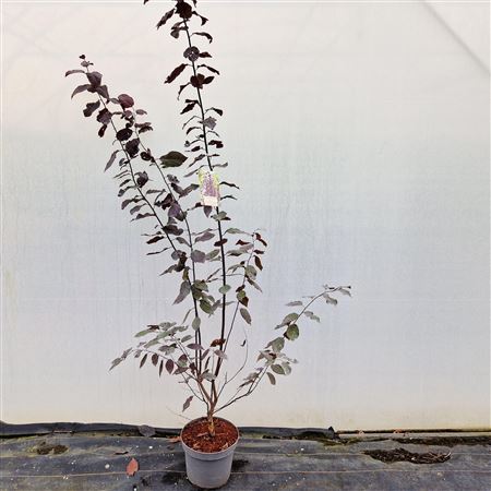 Prunus Cerasifera Nigra