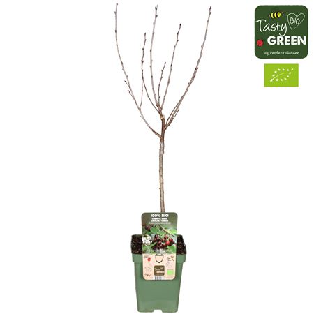 Prunus Cerasus Morellenfeuer Bio