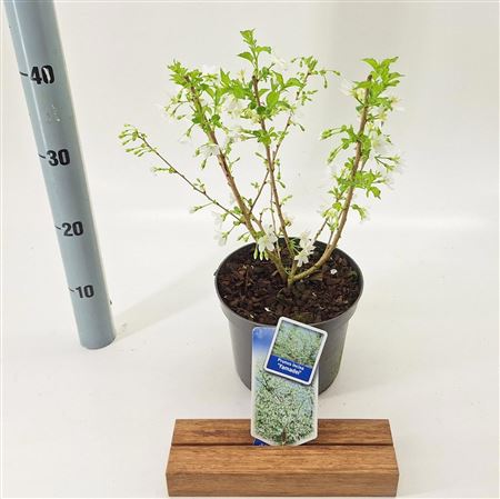 Prunus Incisa Yamadei