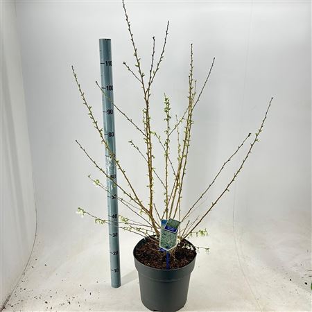 Prunus Incisa Yamadei