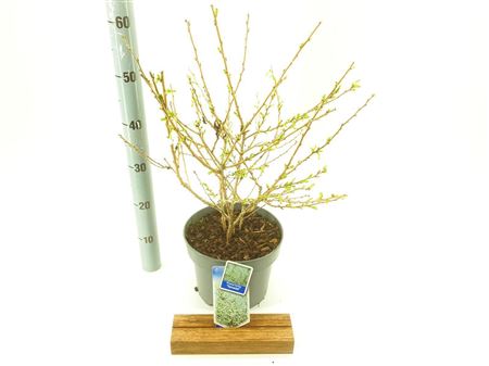 Prunus Incisa Yamadei