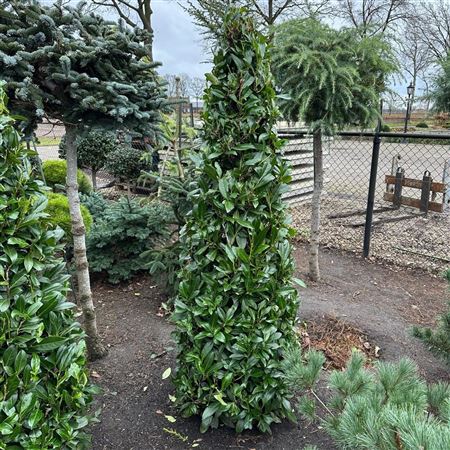 Prunus Laur Caucasica Pyramid