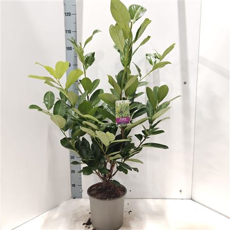 Prunus Laur Rotundifolia