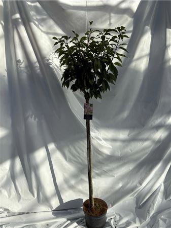 Prunus Serr Kanzan On Stem