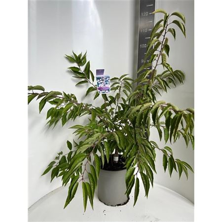 Prunus Autumnalis