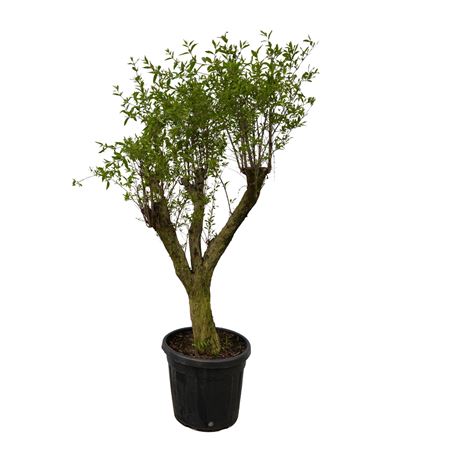 Punica Granatum