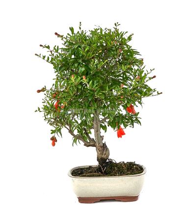 Bonsai Punica Granatum Nana