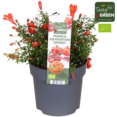 Punica Granatum Uniqa Bio Potcover