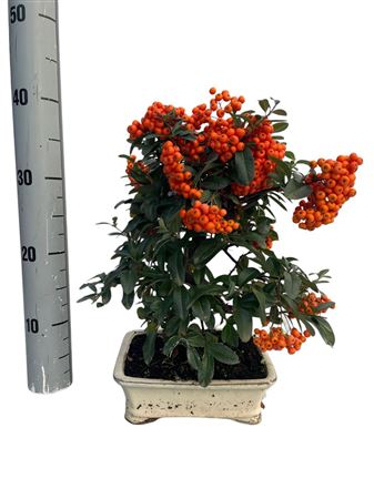 Bonsai Outdoor Pyracantha Angustifolia Pz-erwiam B