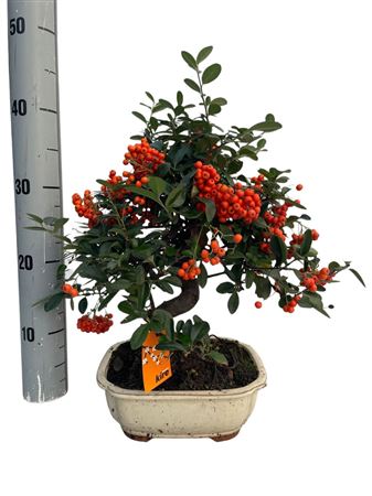 Bonsai Outdoor Pyracantha Sp. Pz-erwiam Ball In S.