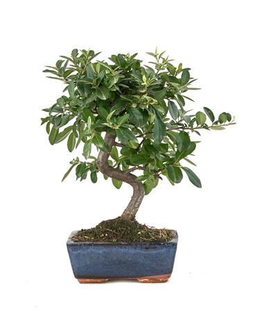Bonsai Outdoor Pyracantha Sp. Pz-erwiam Ball In S.