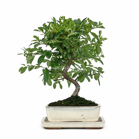 Bonsai Pyracantha Pz-erwiam S-shape With Tray