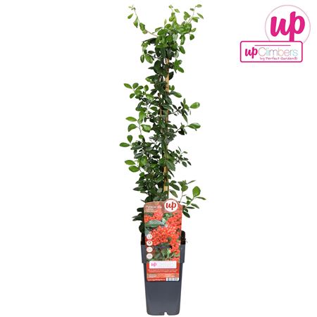 Pyracantha Coccinea Red Column