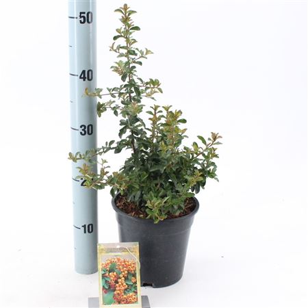 Pyracantha Teton