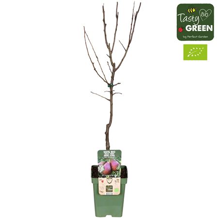 Pyrus Communis Rote Williams Bio