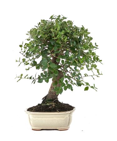 Bonsai Quercus Suber S-shape (outdoor)