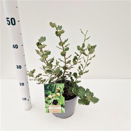 Quercus Ilex
