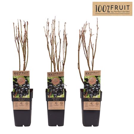 Рибес Нигрум Бен Невис