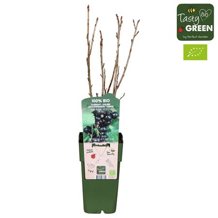 Рибес Нигрум Бен Невис Биография