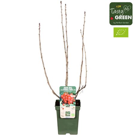 Ribes Ribest Lisette Bio