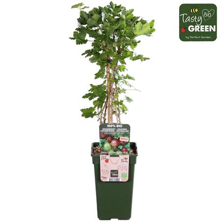 Ribes Easycrisp Lady Late Bio