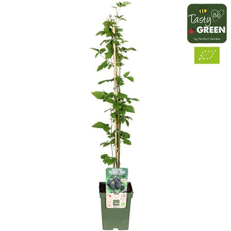 Rubus Navaho Summerlong Bio