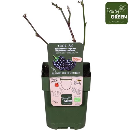 Rubus Navaho Summerlong Bio