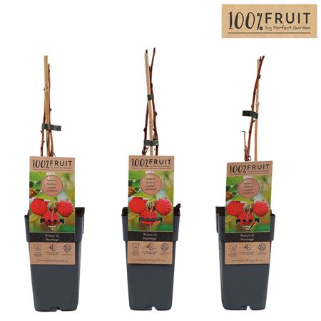 Rubus Idaeus Heritage