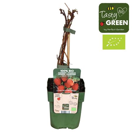 Рубус Идеус Наследие Биография